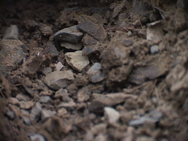 A close-up look at ants investigating a section of road base material.