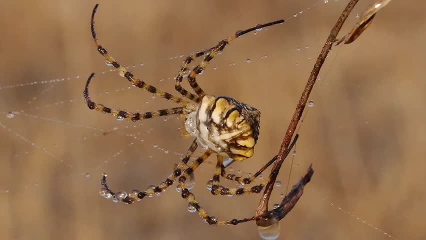spider drinking raindrops