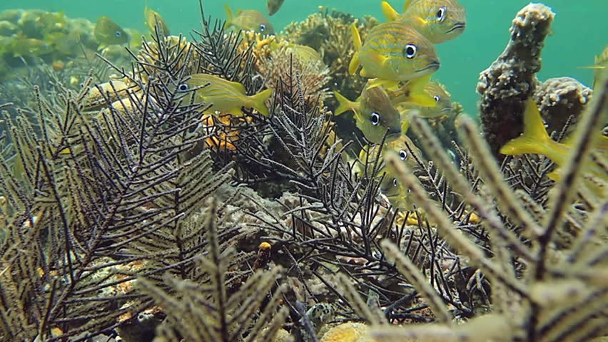 School of colorful tropical fish in the coral, Caribbean sea