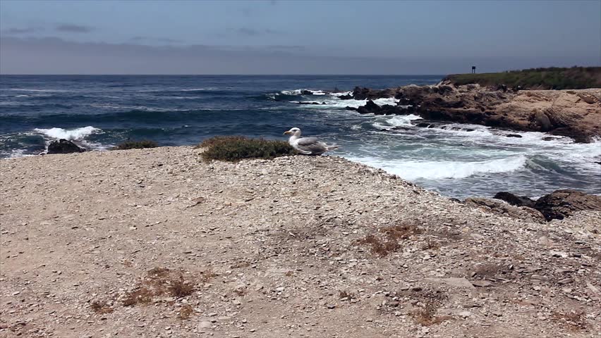 A Moving Picture of Solitude (Lone Gull Surrounded by Pacific Ocean)