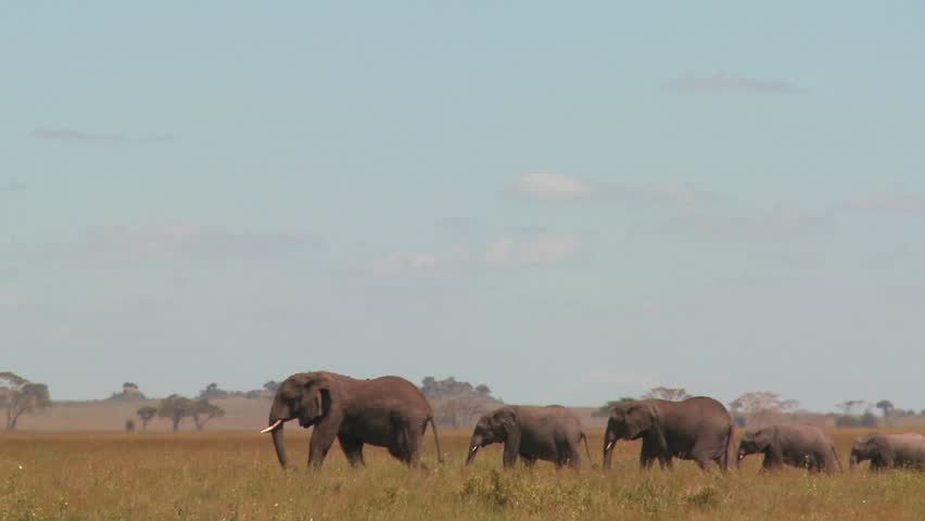 A spectacular shot of elephants migrating across the African plains on the Serengeti.