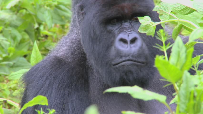 A classic shot of a mountain gorilla in the volcanic mountains of Rwanda.
