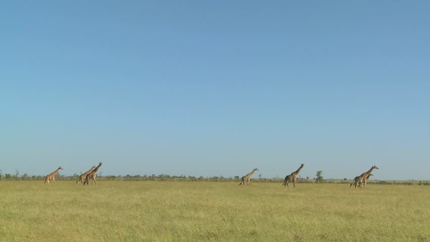 Giraffes walk in the distance across the African savannah.