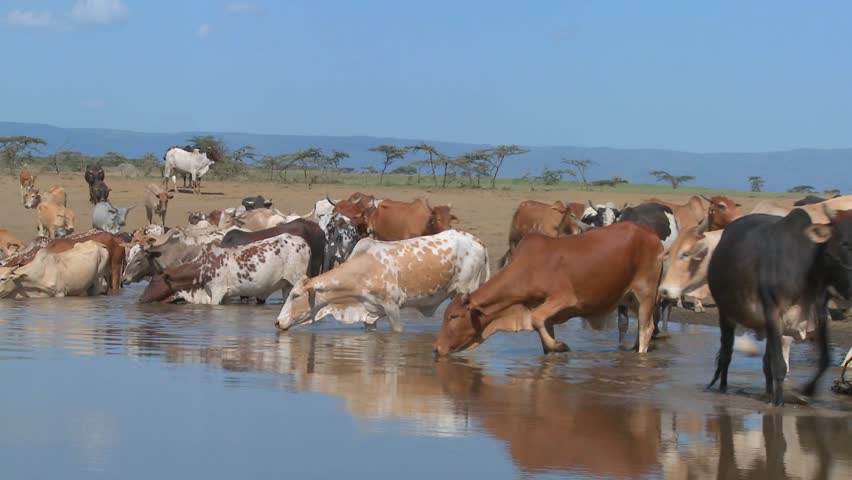 Cows and cattle drink from a watering hole in Africa.