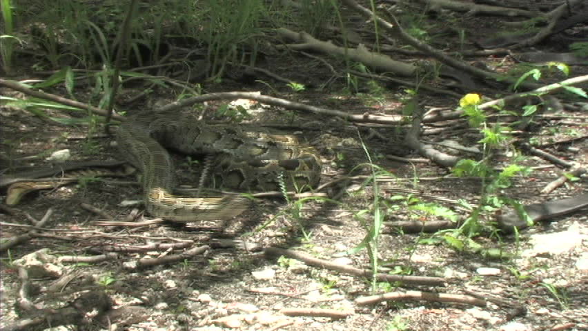 Aggressive python