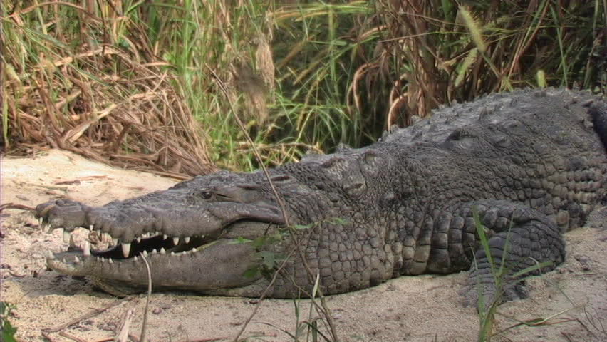 Alligator on land, snaps jaws at mid-air