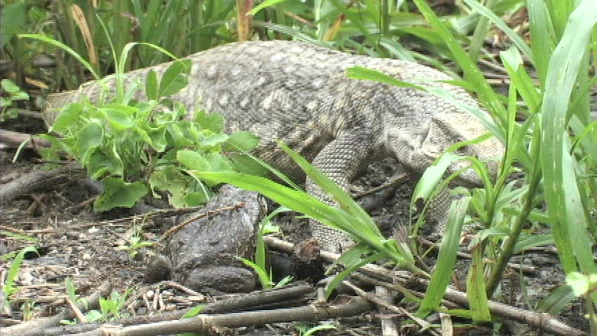 Monitor and Toad encounter