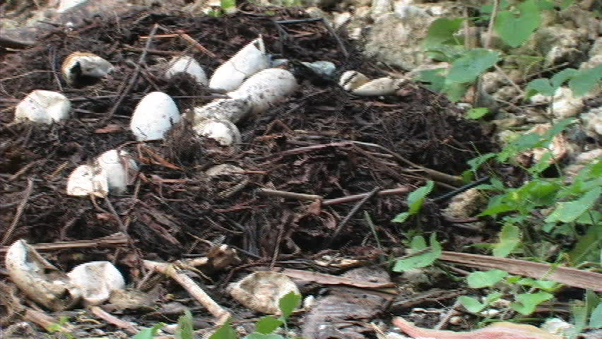 Monitor discovers alligator nest