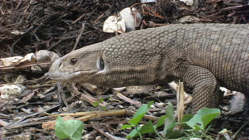Monitor discovers alligator nest