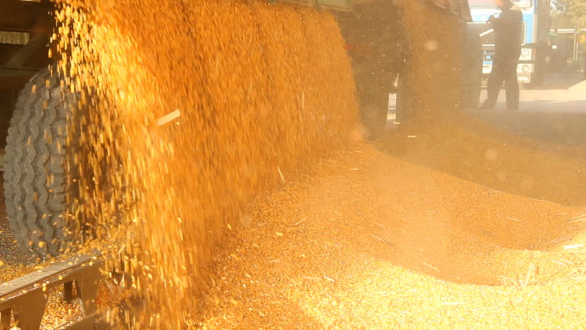 Loading Corn into the Silo