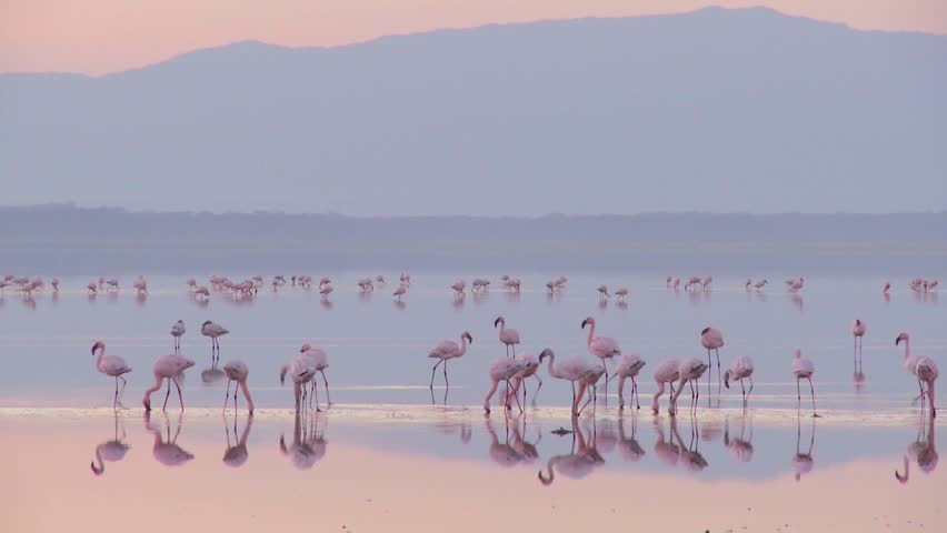 Beautiful footage of pink flamingos in early morning light on Lake Nakuru, Kenya.