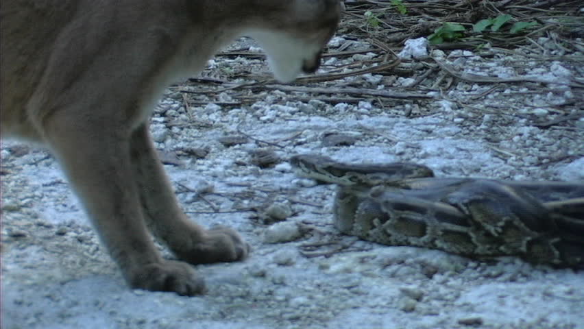 Python and Panther