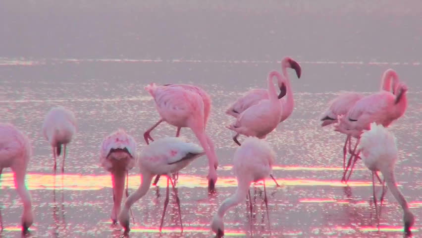 Beautiful footage of pink flamingos in early morning light on Lake Nakuru, Kenya.