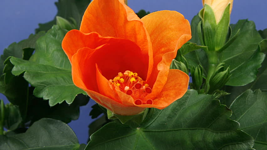 timelapse of beautiful orange hibiscus close