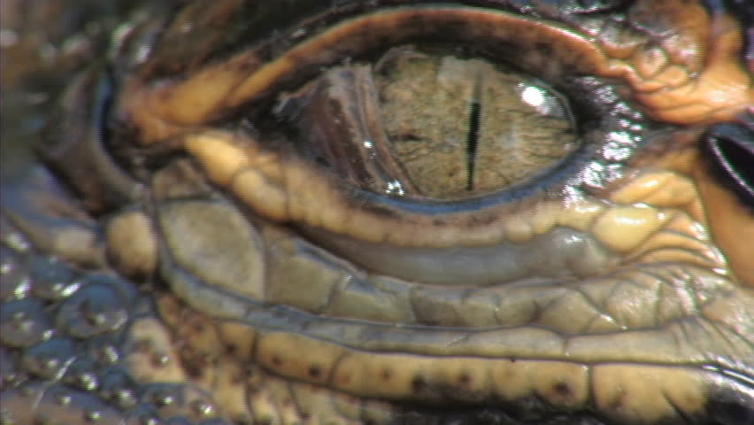 Alligators Hatching