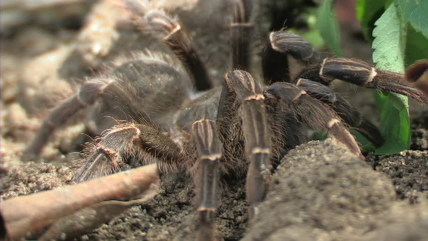 Tarantula