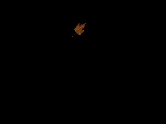 Falling autumn leaf against black background