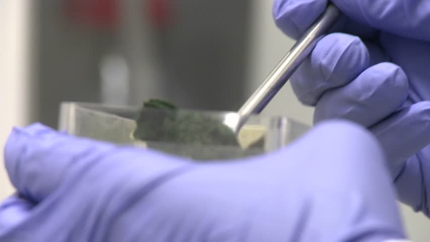 Hand with purple glove pours frozen cyanobacteria algae into a measuring plate. Cyanobacteria cultures are kept in storage frozen.
