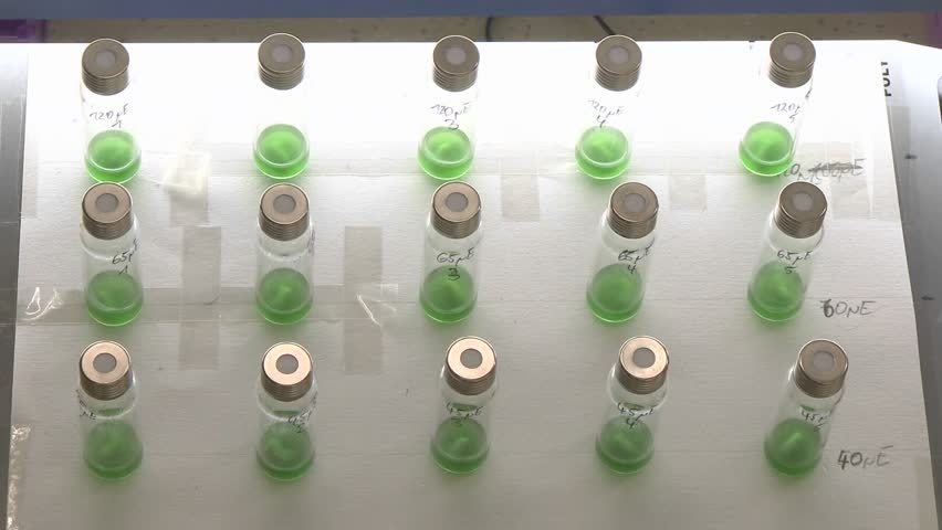 Tiny scale cultivation of algae. Lab-scale, cultures inside small vials. Photo-bioreactor with 15 small flasks being stirred.