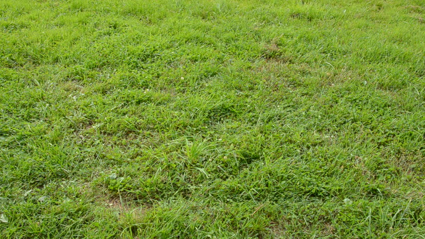 two vintage  carriage wheels on the grass