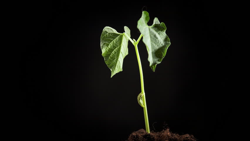 drying of haricot sprout. Time-lapse