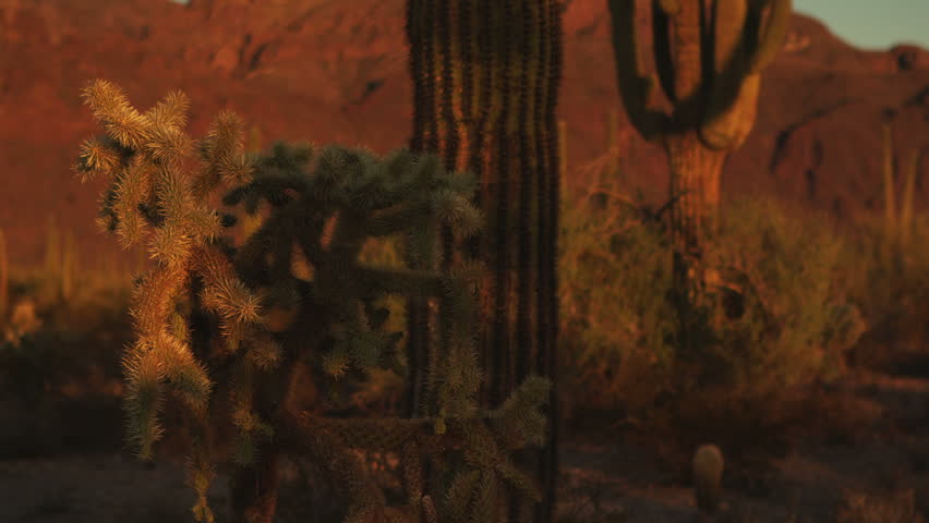 Desert landscape with Teddy Bear Chollas and Saguaro Cacti