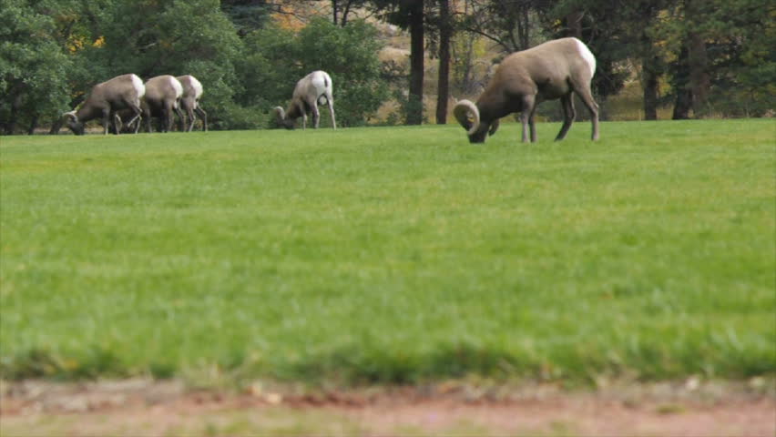Barbary Sheep.