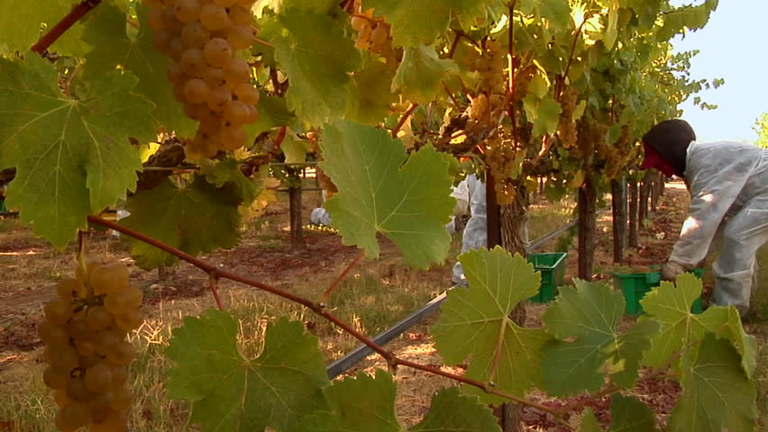 Harvesting grapes at a Santa Barbara County vineyard, California.