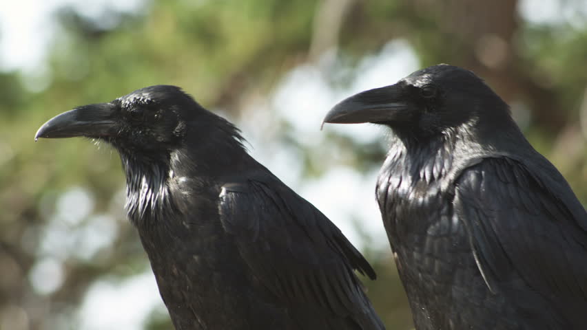 Ravens grooming each other