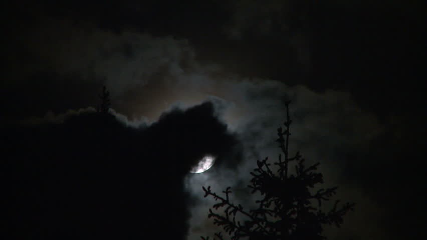 Full moon and pines at night
