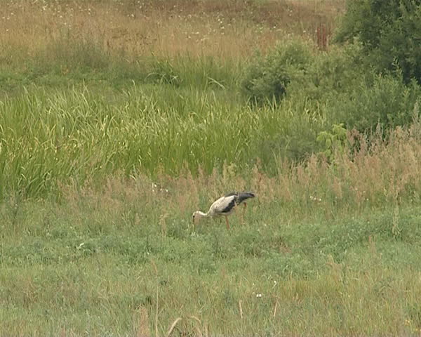 White stork looking for food in high grass meadow. Symbol of birth. 