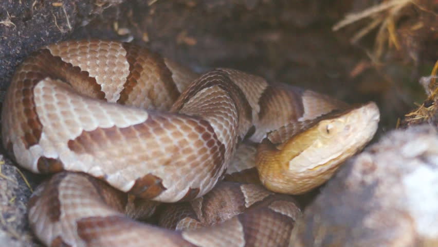 Copperhead Snake (Agkistron contortrix) is a venomous snake found throughout the southern United States.