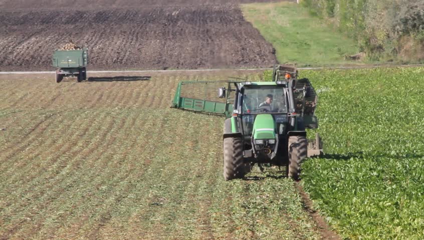 Sugar beet harvest