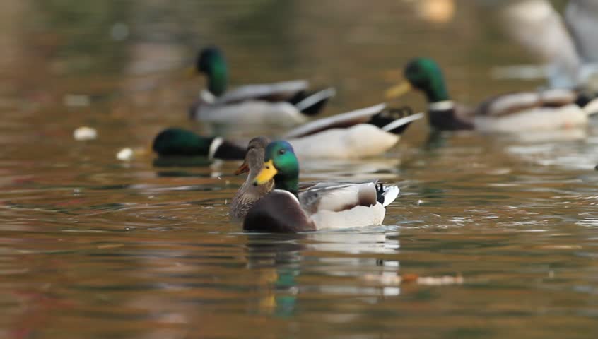 Mallards Floating On Water On A Late Autumn Afternoon