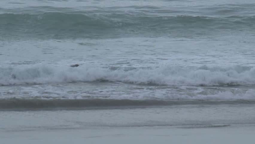 seals on the beach