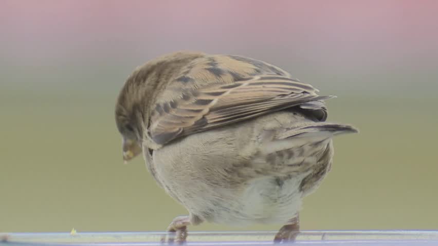 sparrow