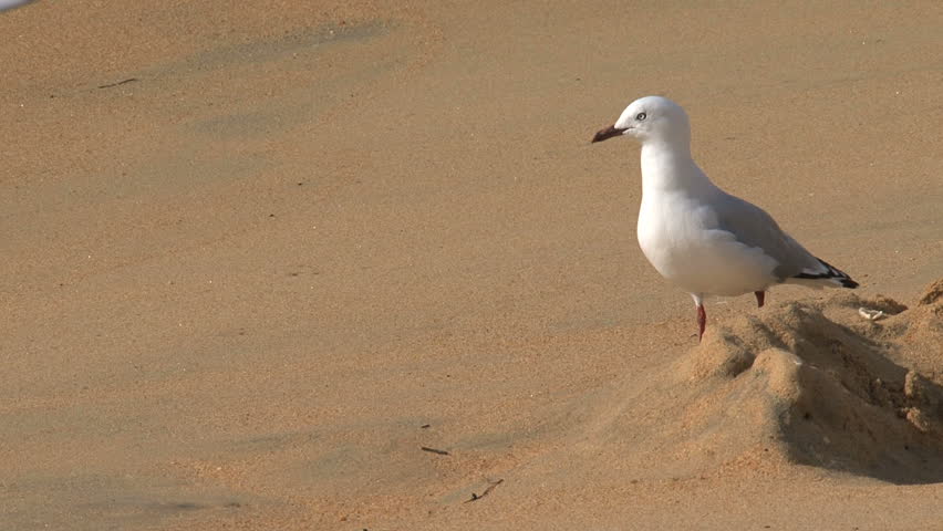 CU - Seagull on beach