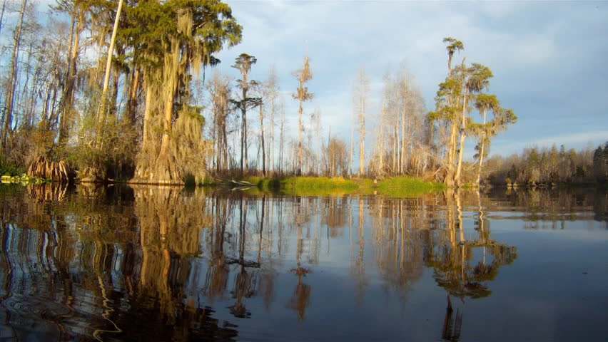 Cypress swamp in southern United States