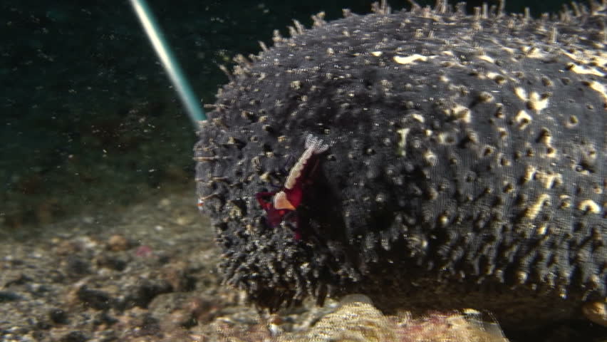 Shrimp Sea Cucumber