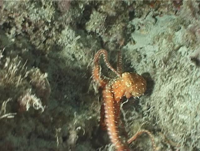 An Octopus (Octopus Macropus). Nearly impossible to recognize during the day, the Octopus Macropus is Mainly nocturnal. Shot captured in the wild in the Mediterranean Sea (Italy) by 3CCD camcorder.