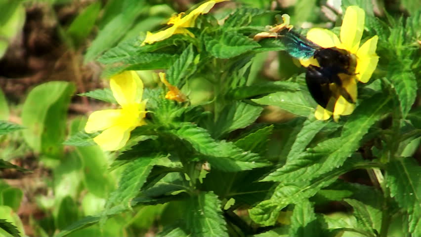 black bumblebee