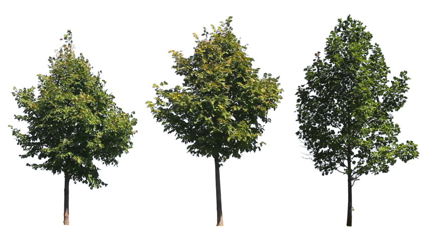Three trees blowing in the wind, isolated on a white background