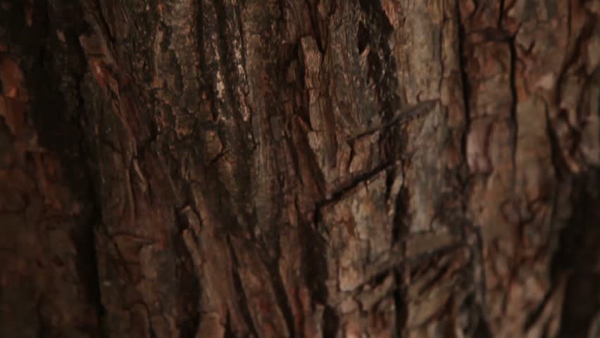 Tree bark texture  