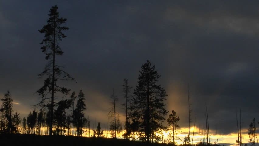 Trees that survived a forest in Yellowstone National Park stand in silhouette