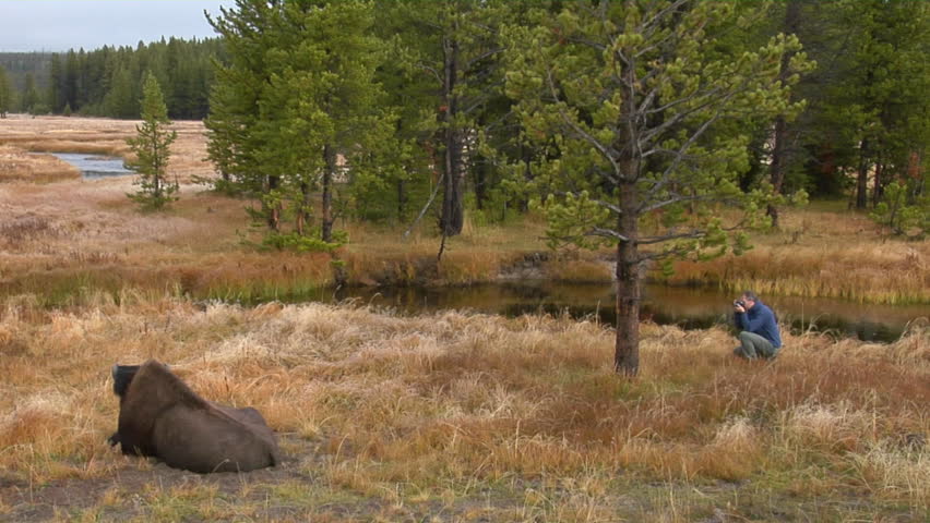 A bison grazes in a clearing at Yellowstone National Park