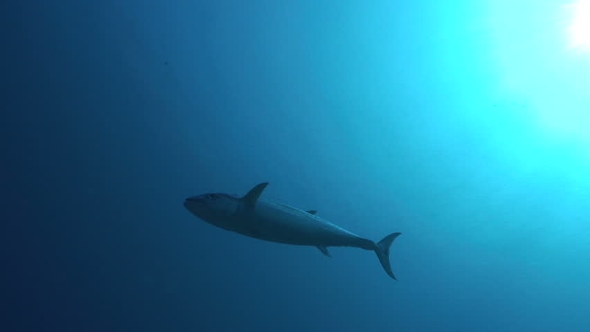 Tuna