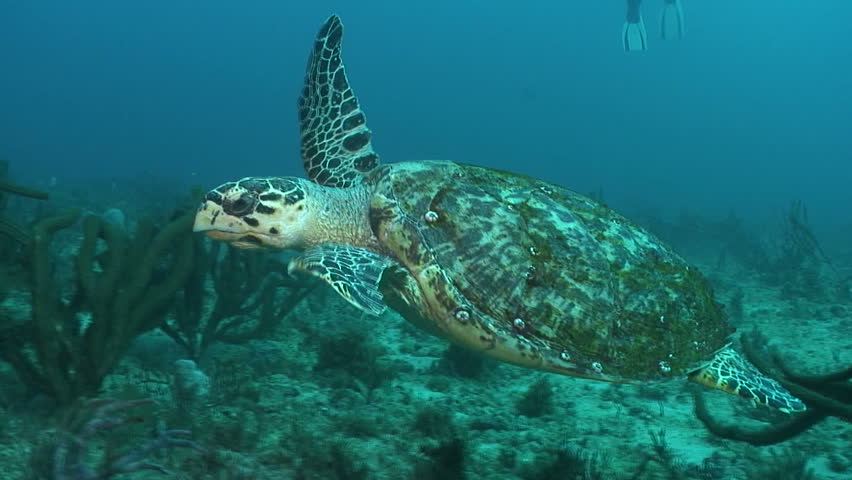Hawksbill