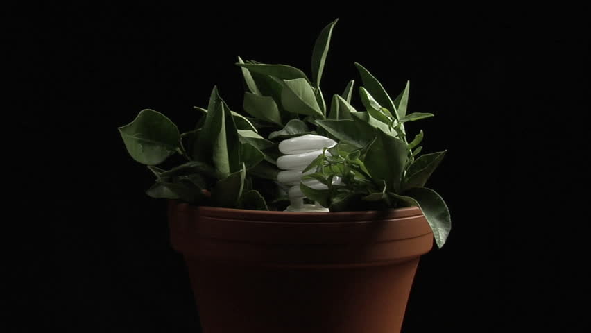 A compact fluorescent light bulb turns on to illuminate a potted plant