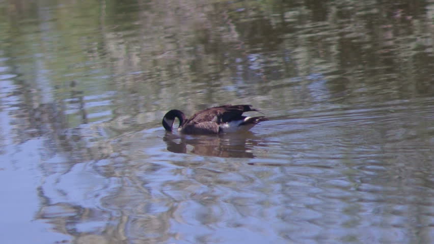 Canadian Geese.