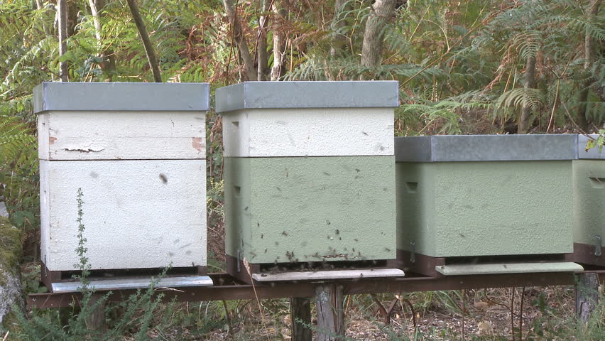 Bees in beehive